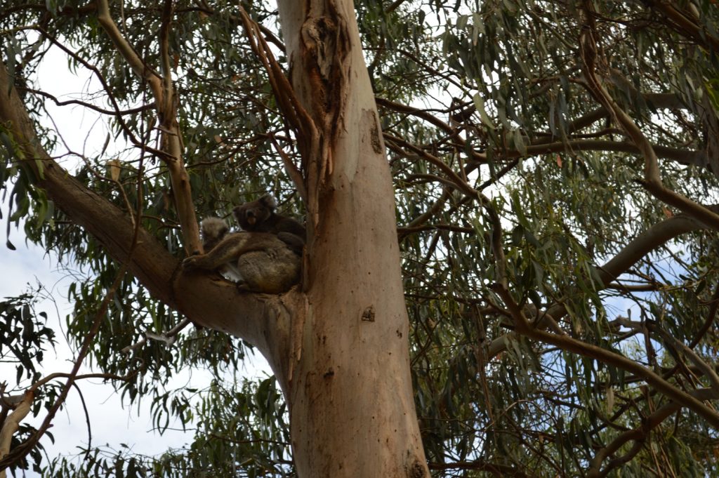 Koala Australië Great Ocean Road